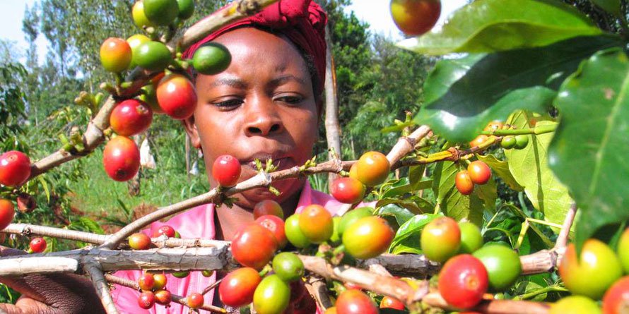 

A coffee farmer inspecting her crops. FILE PHOTO | NMG